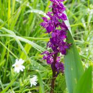 Orchidee